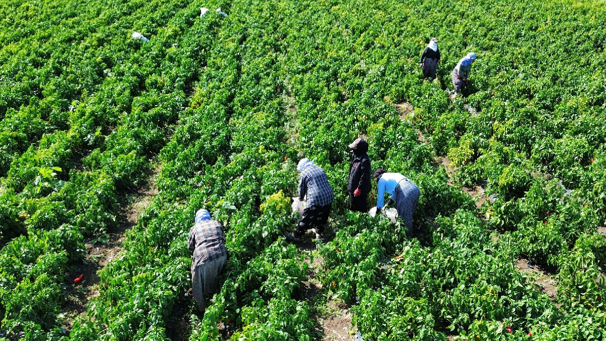Bafra'da Kapya Biber Hasadı Başladı: Ekonomik Değeri 4 Milyar Lira