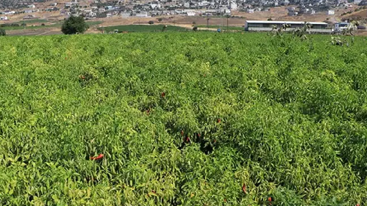 Kilis'te Kırmızı Biber Hasadı Başladı, Fabrikalar Hareketlendi