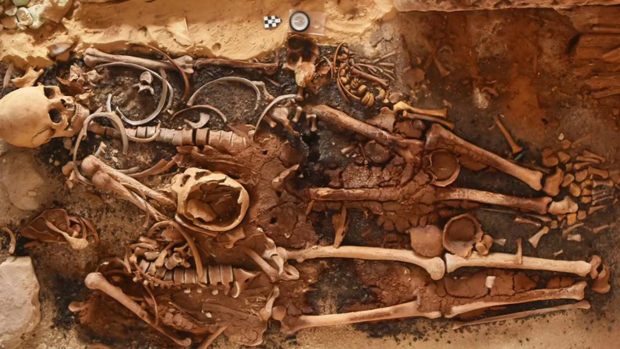 A close up of half unearthed skeletons in the brown dust.