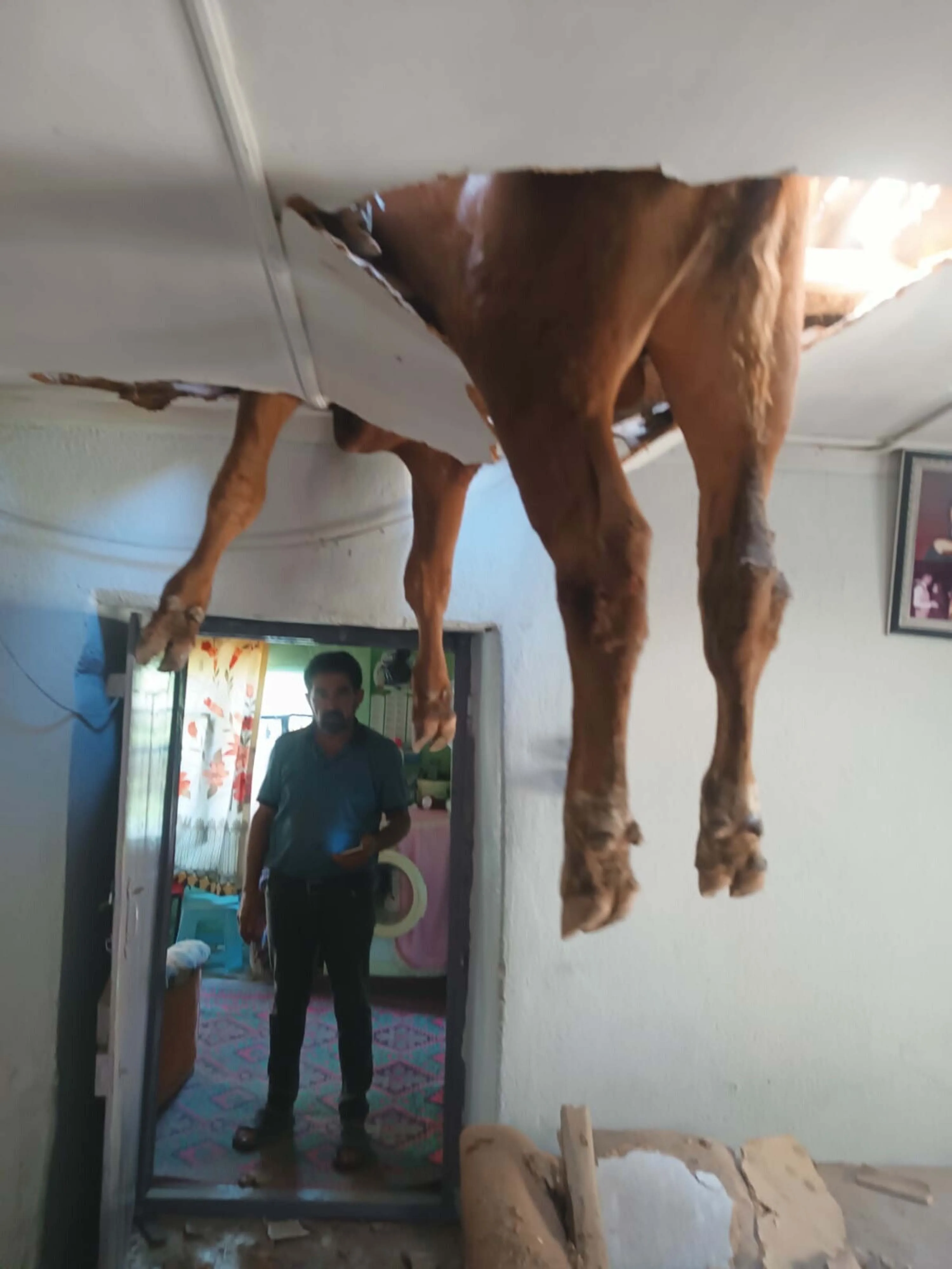 Gökten evin salonuna dana düştü