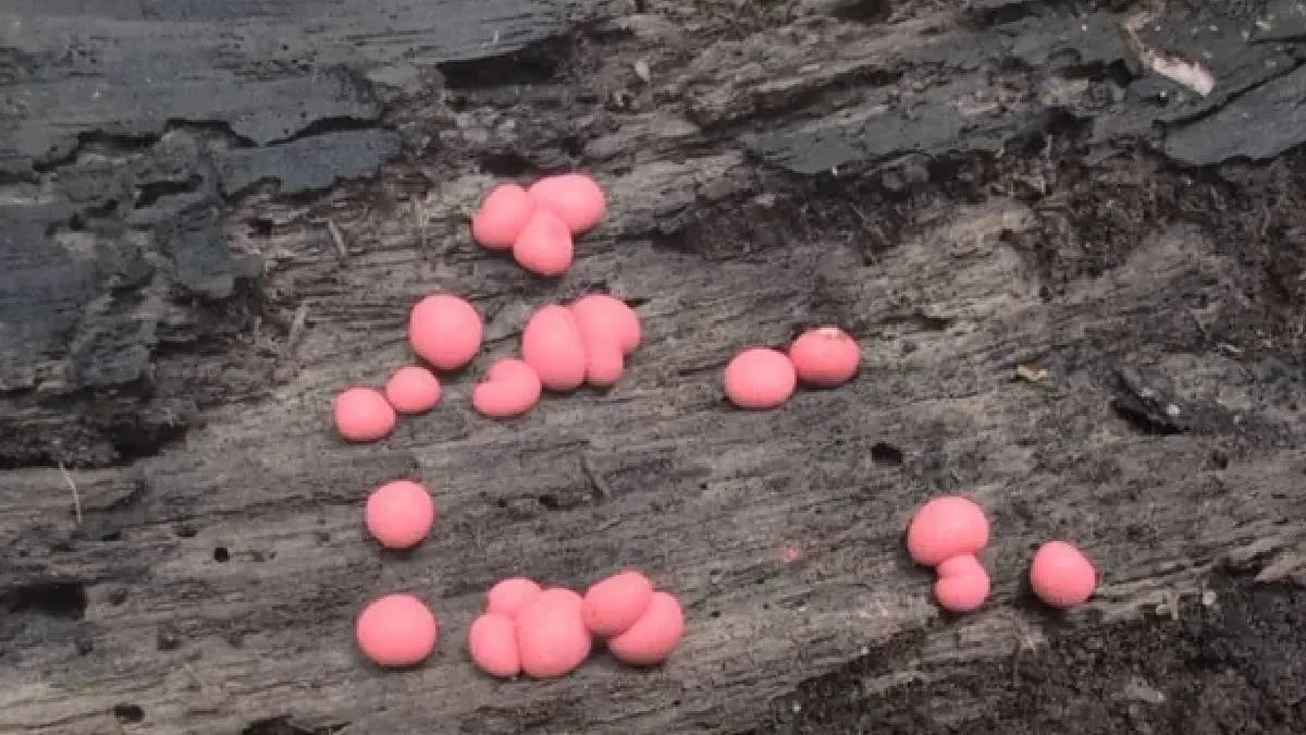 Ormanda avlanan bu yaratıklar birden pembe topa dönüşüyor
