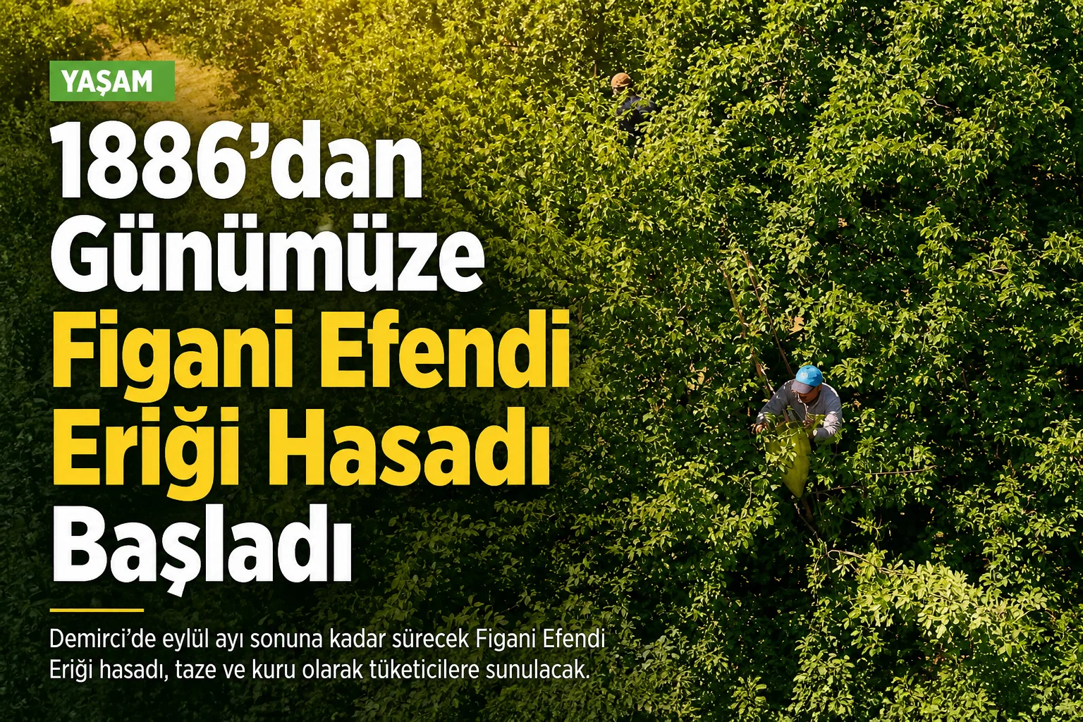 1886'dan Günümüze Figani Efendi Eriği Hasadı Başladı