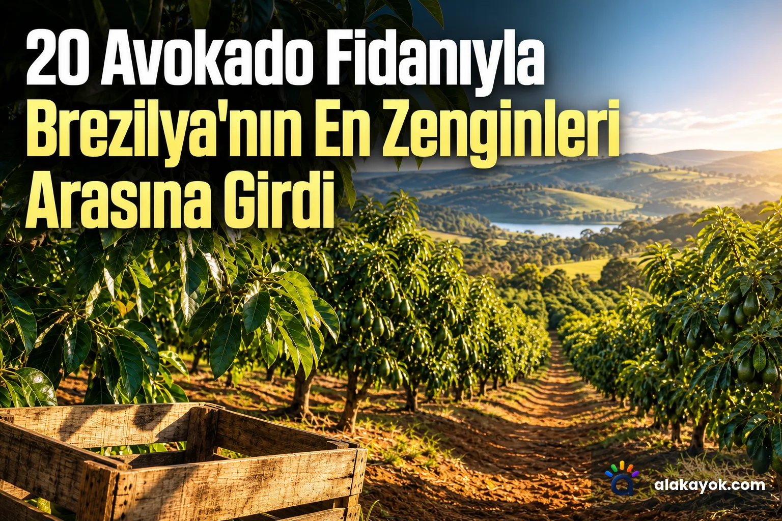 20 Avokado Fidanıyla Brezilya'nın En Zenginleri Arasına Girdi
