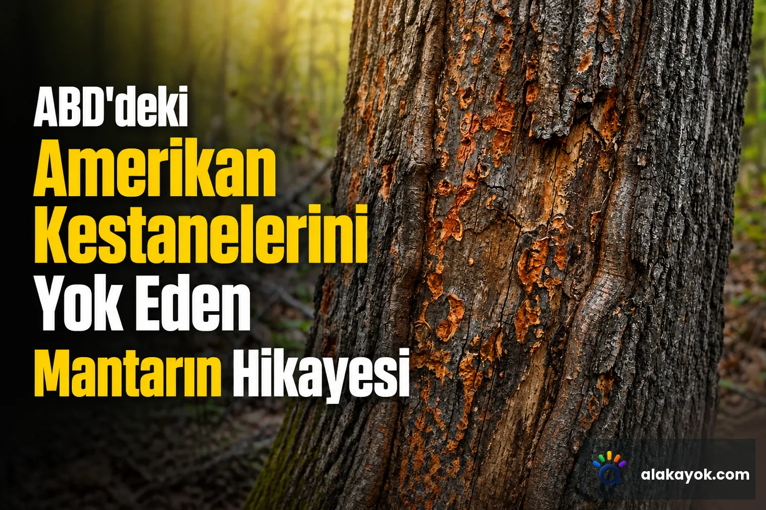 ABD'deki Amerikan Kestanelerini Yok Eden Mantarın Hikayesi