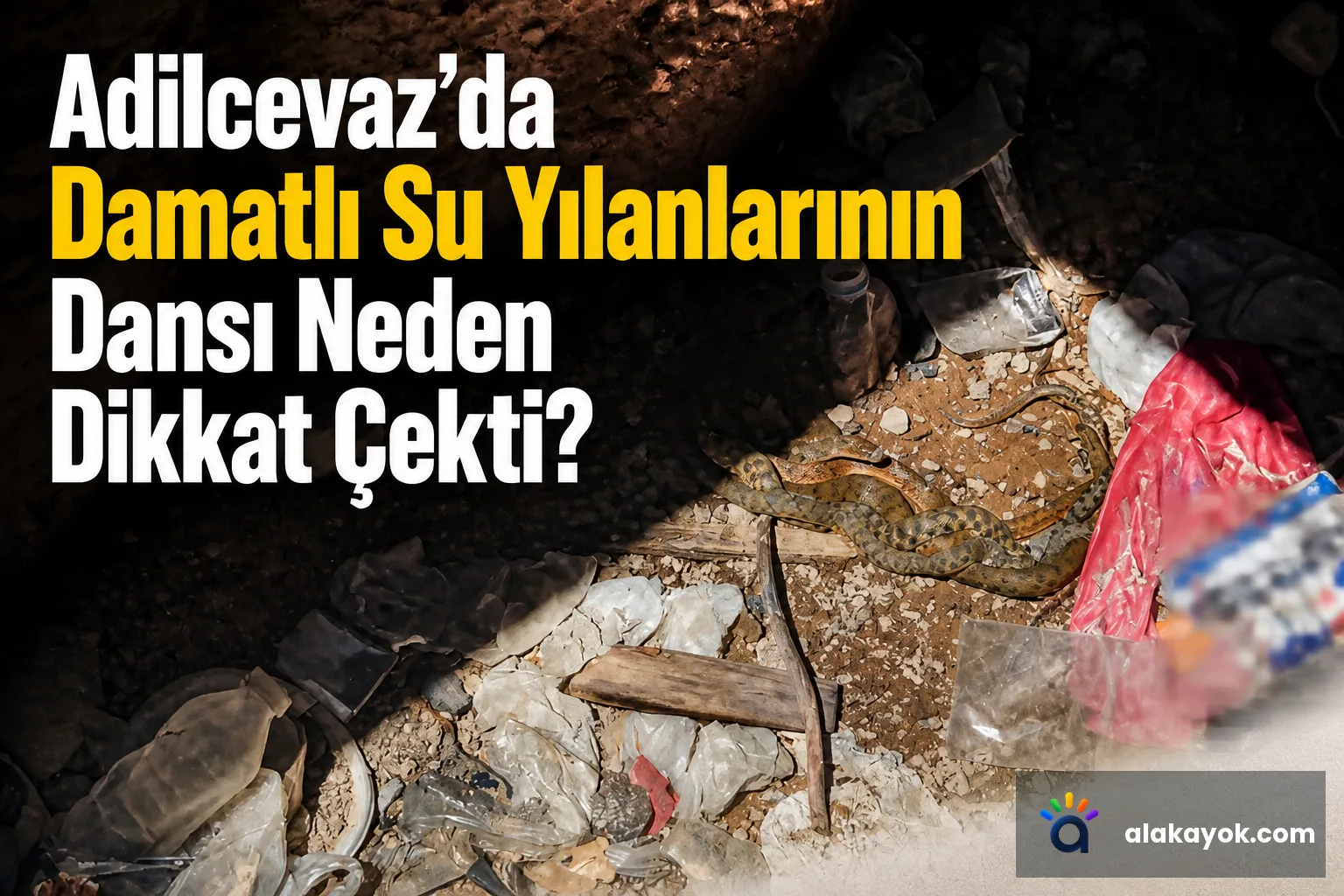 Adilcevaz'da Damatlı Su Yılanlarının Dansı Neden Dikkat Çekti?