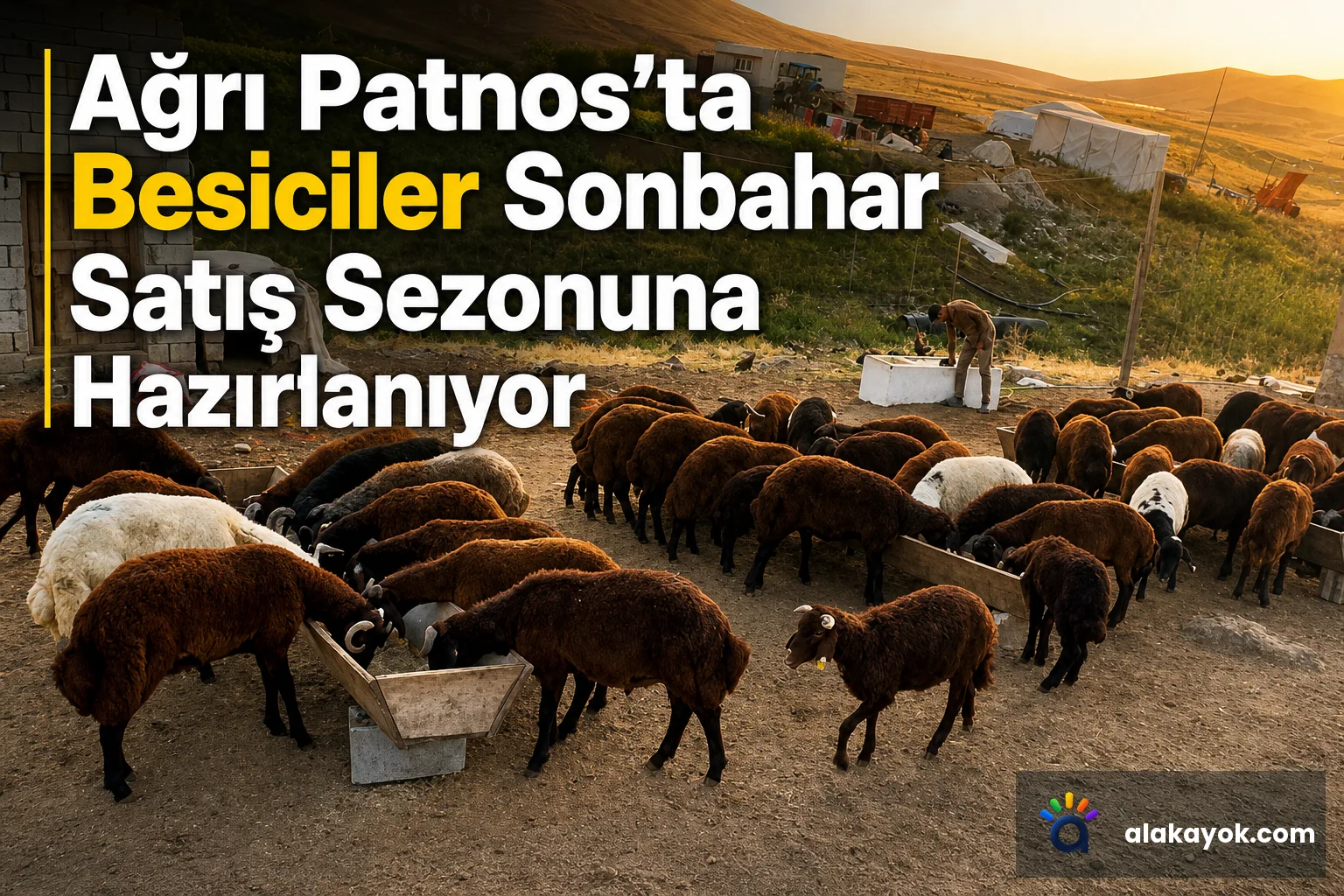 Ağrı Patnos’ta Besiciler Sonbahar Satış Sezonuna Hazırlanıyor