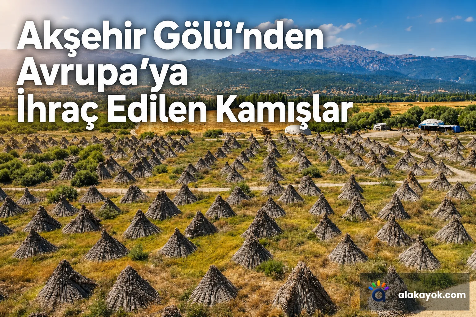 Akşehir Gölü'nden Avrupa'ya İhraç Edilen Kamışlar