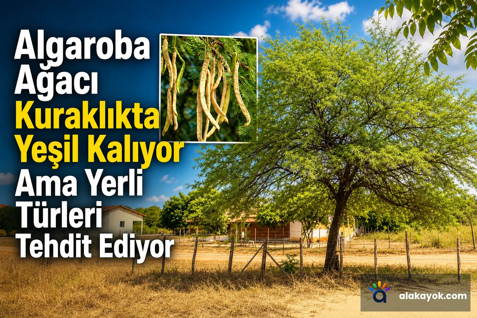 Algaroba Ağacı Kuraklıkta Yeşil Kalıyor Ama Yerli Türleri Tehdit Ediyor
