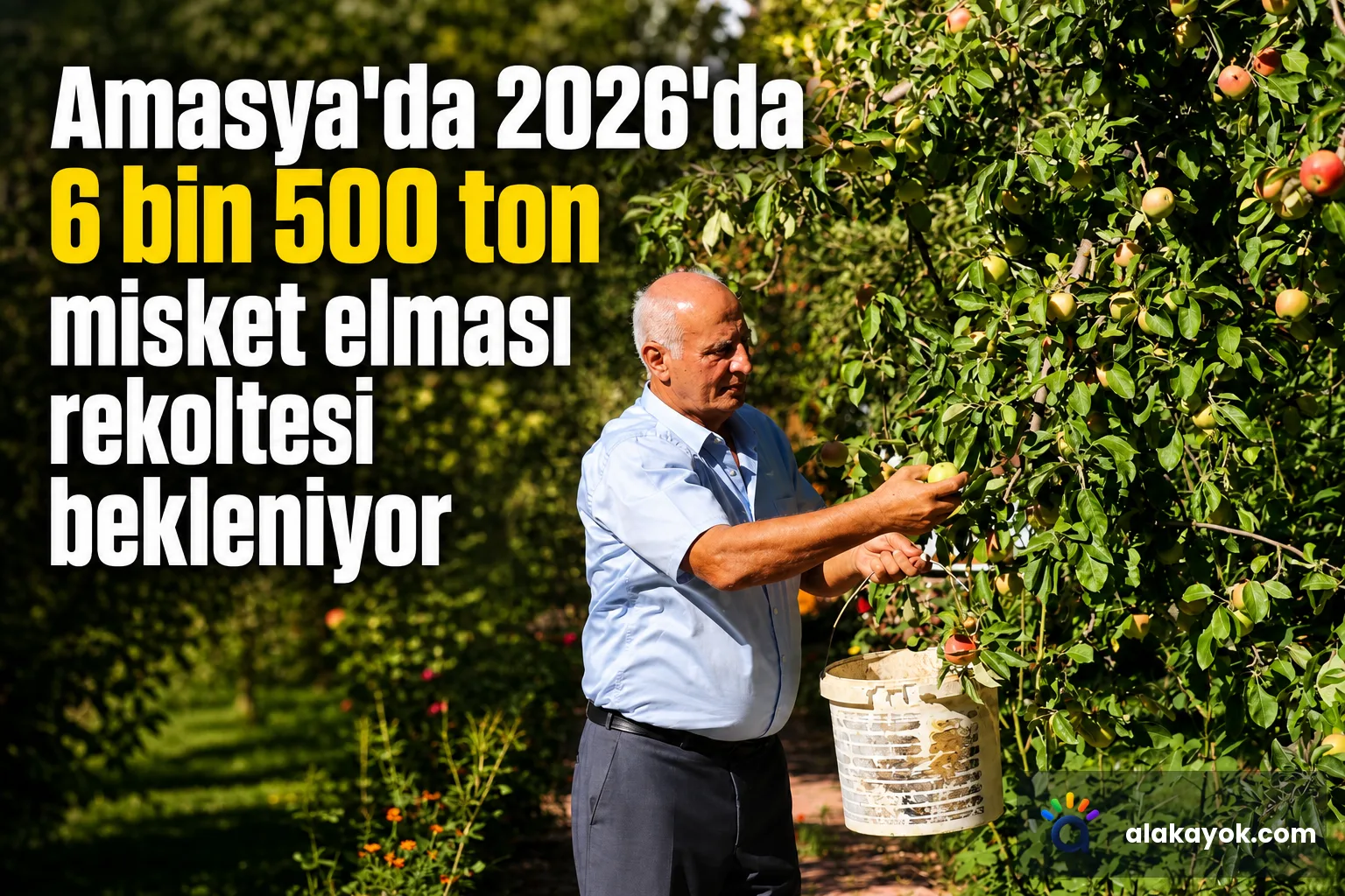 Amasya'da 2026'da 6 bin 500 ton misket elması rekoltesi bekleniyor