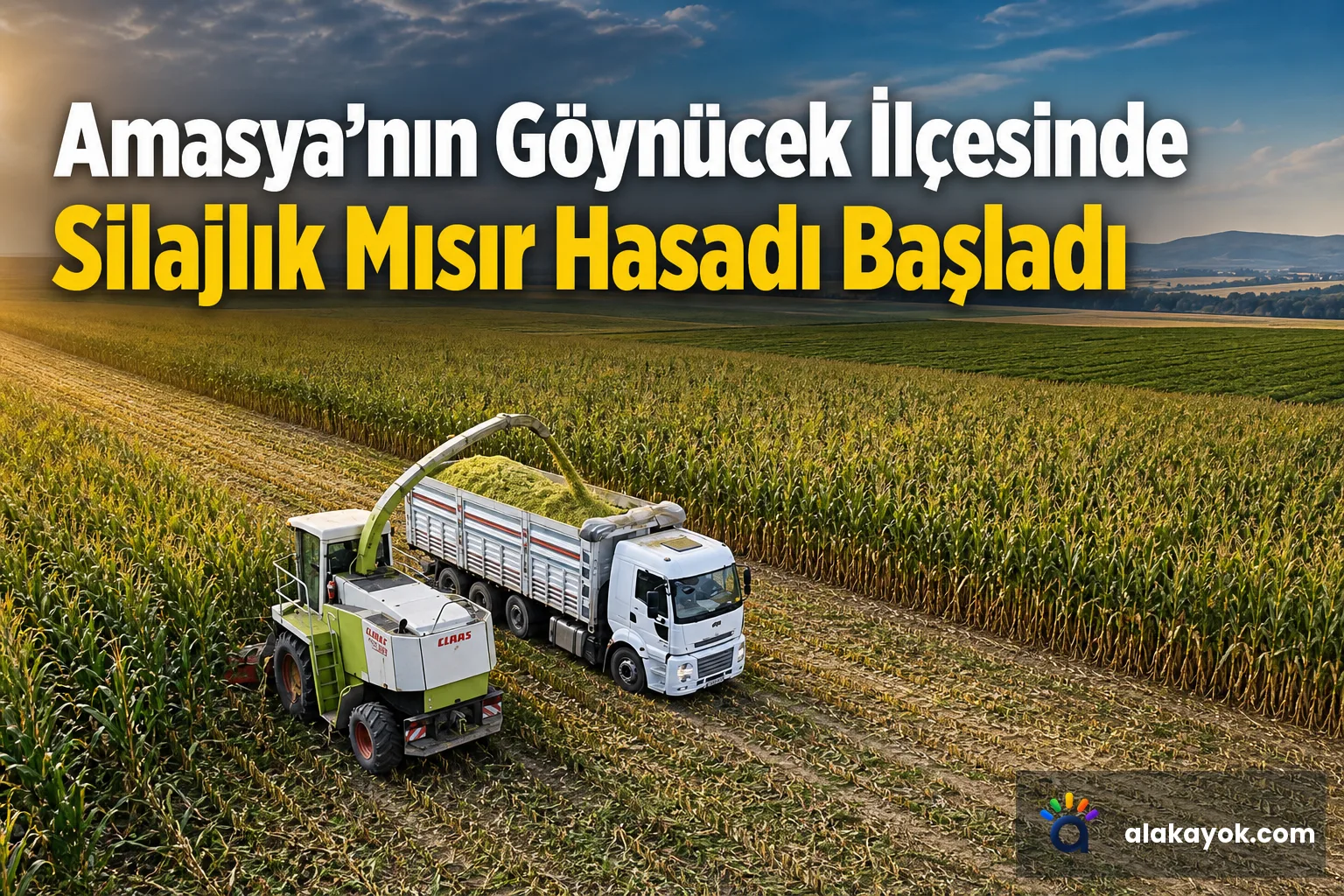 Amasya'nın Göynücek İlçesinde Silajlık Mısır Hasadı Başladı