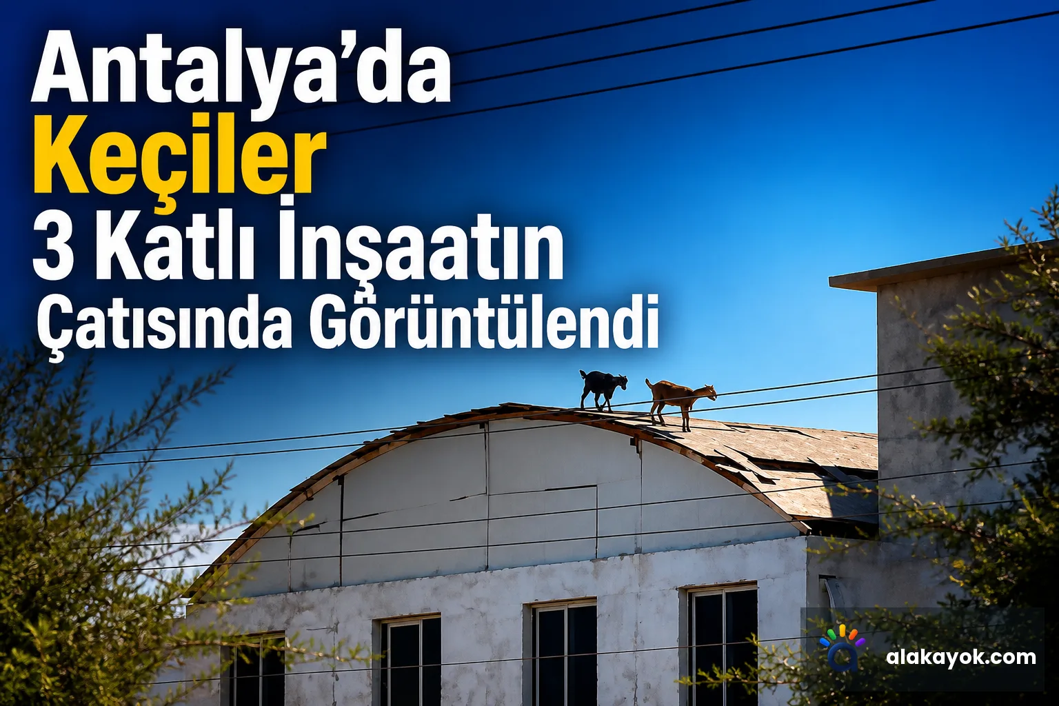 Antalya'da Keçiler 3 Katlı İnşaatın Çatısında Görüntülendi