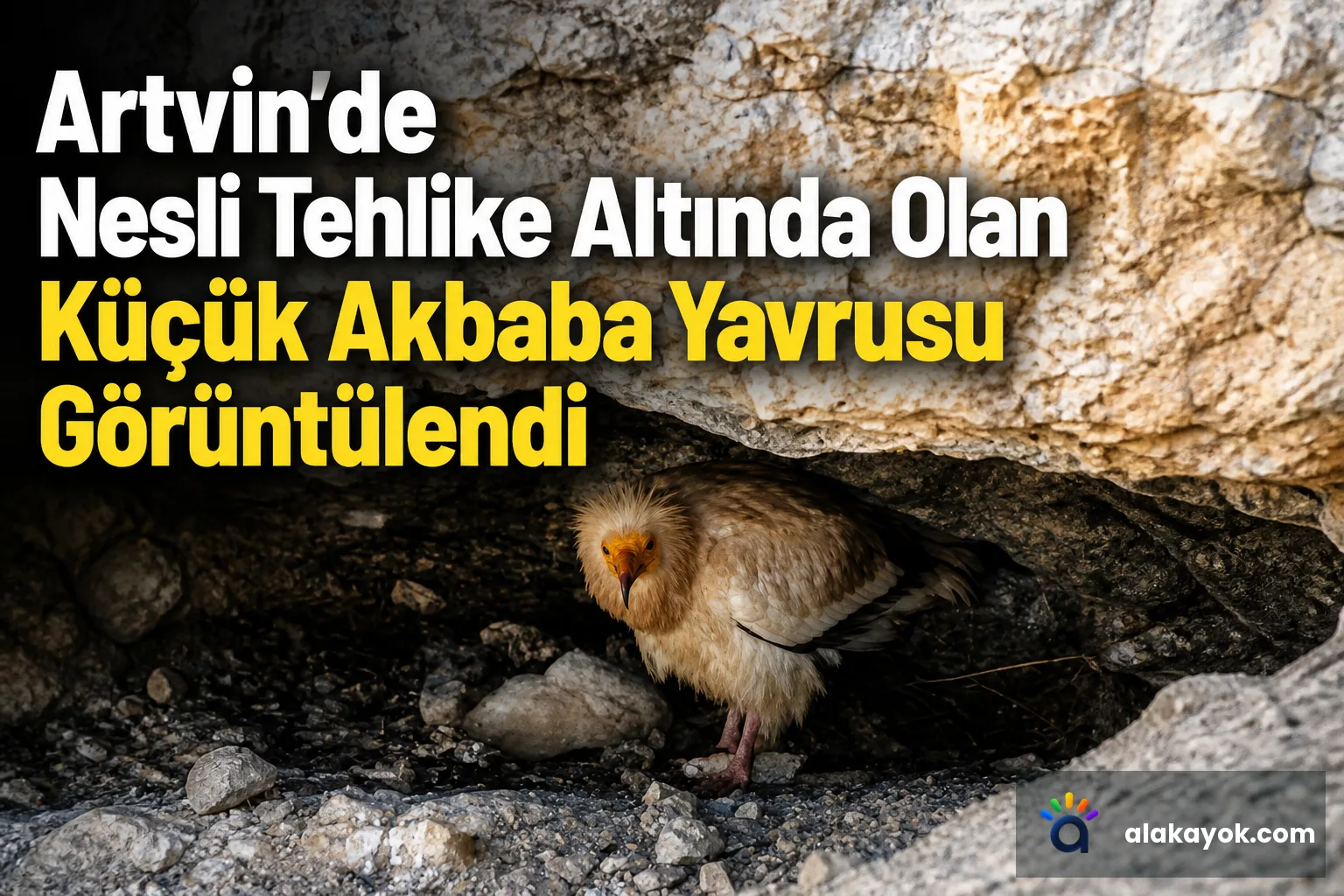 Artvin'de Nesli Tehlike Altında Olan Küçük Akbaba Yavrusu Görüntülendi
