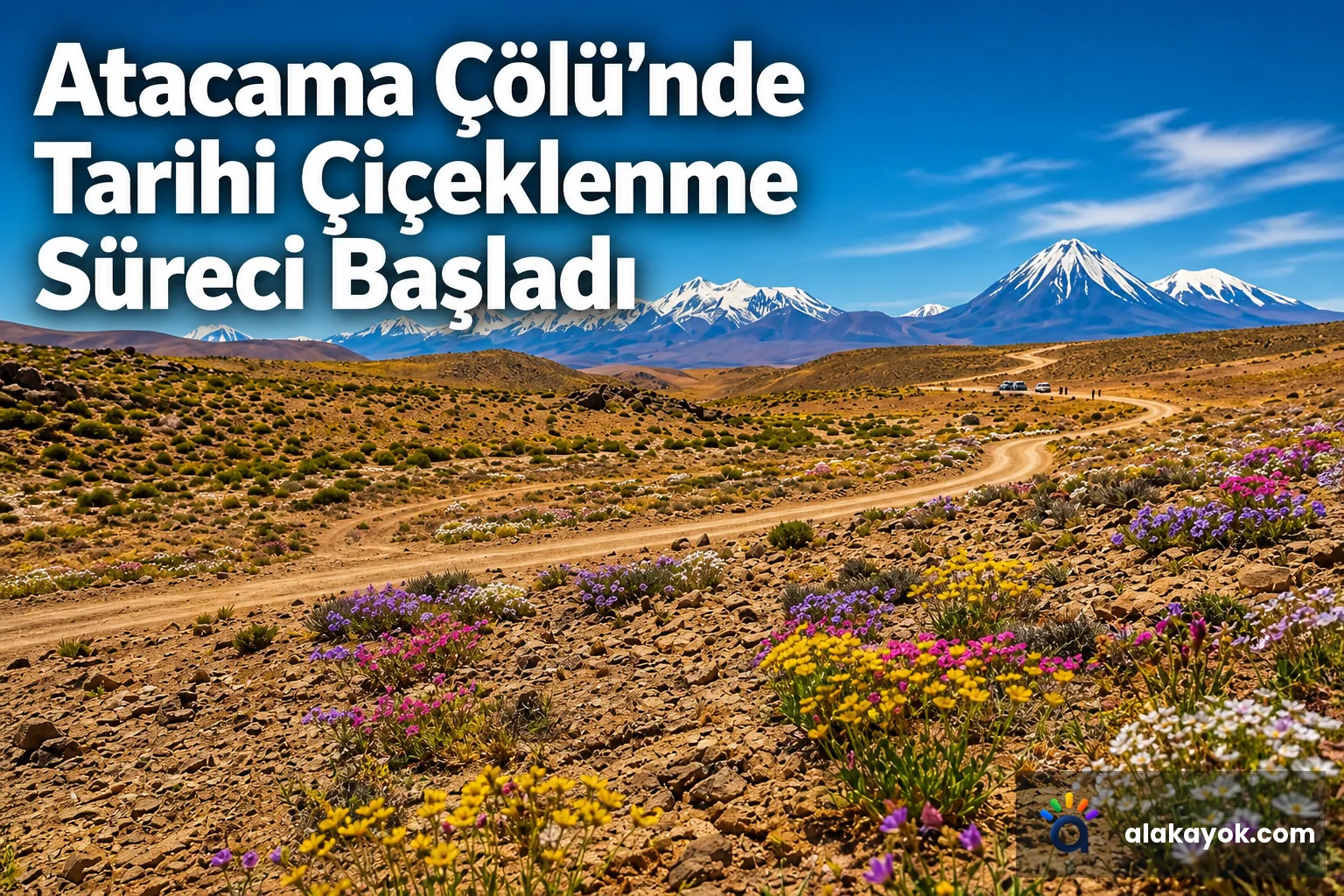 Atacama Çölü'nde Tarihi Çiçeklenme Süreci Başladı