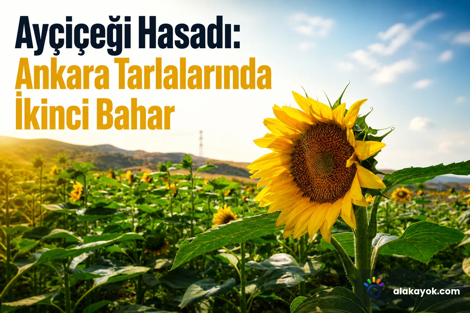 Ayçiçeği Hasadı: Ankara Tarlalarında İkinci Bahar