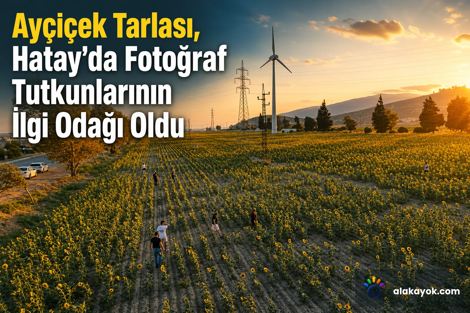 Ayçiçek Tarlası, Hatay'da Fotoğraf Tutkunlarının İlgi Odağı Oldu