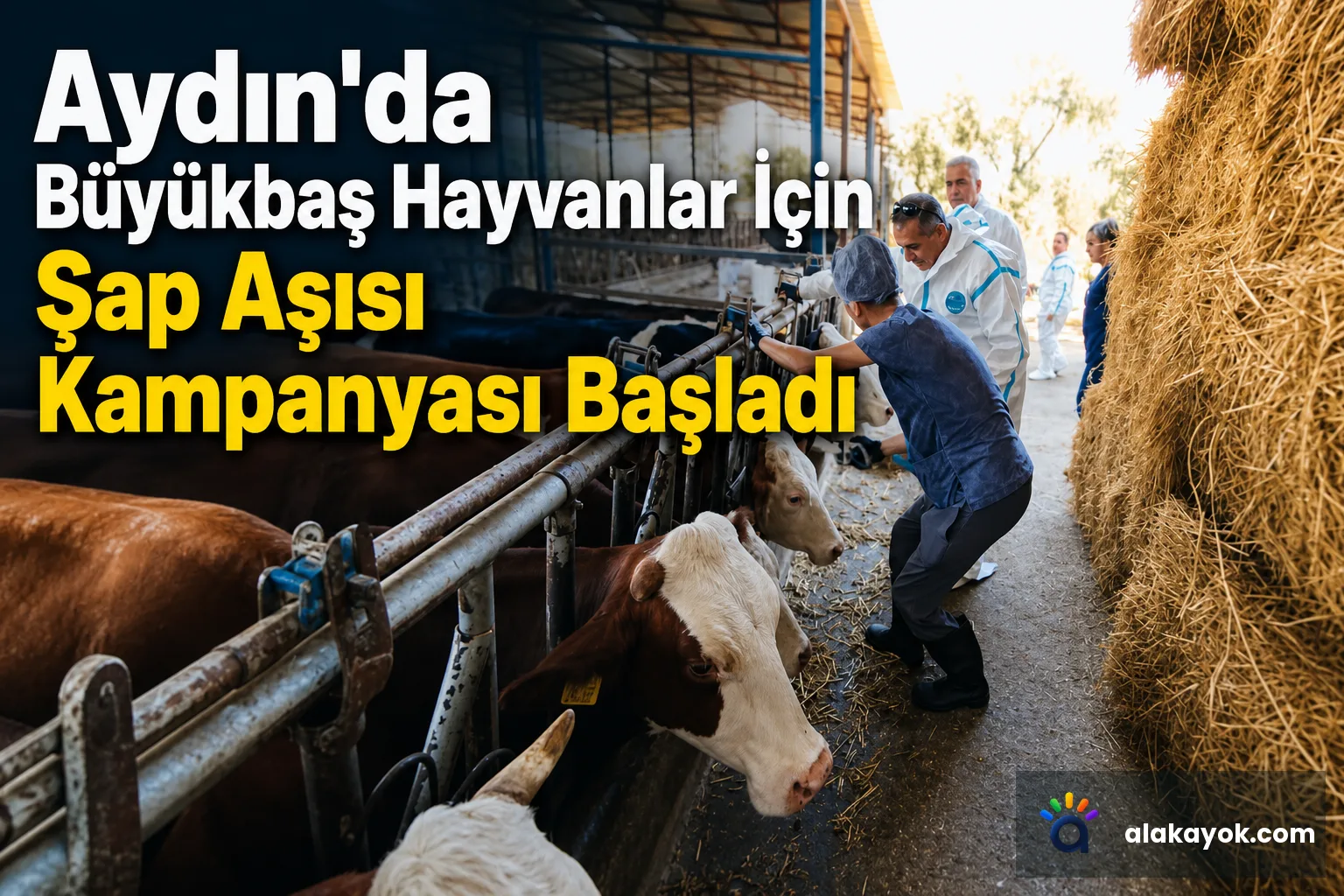 Aydın'da Büyükbaş Hayvanlar İçin Şap Aşısı Kampanyası Başladı