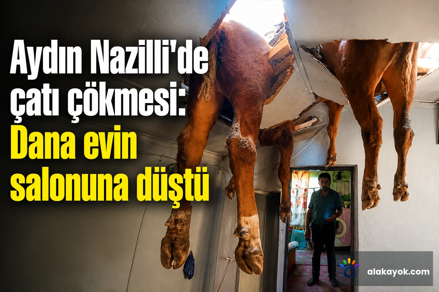 Aydın Nazilli'de çatı çökmesi: Dana evin salonuna düştü