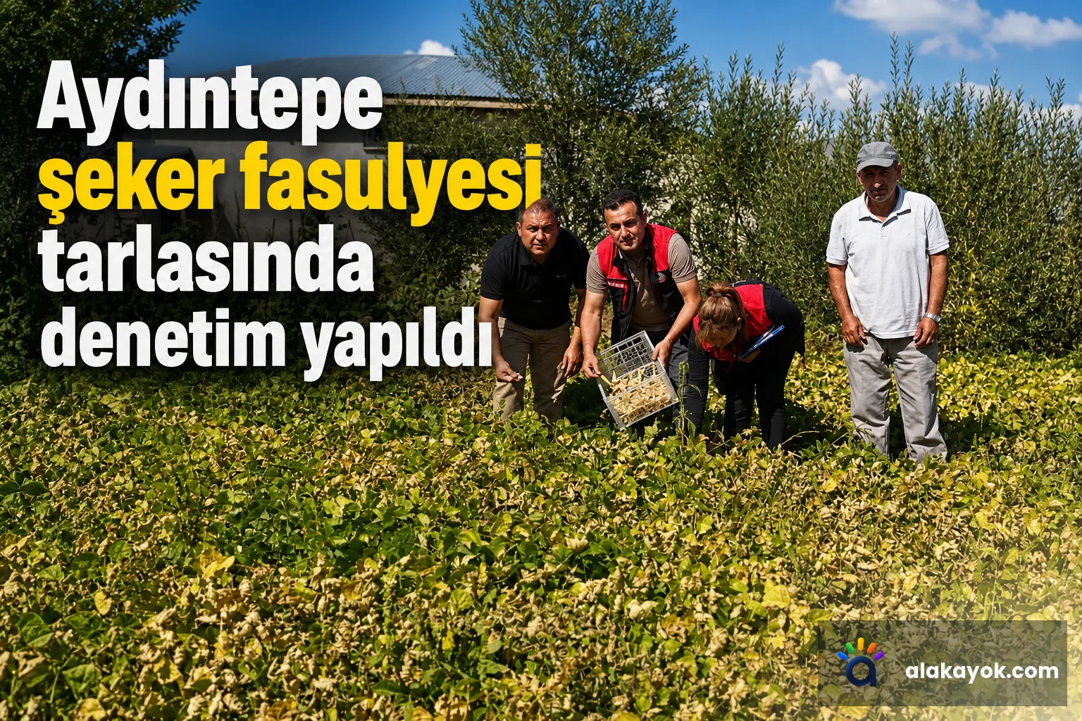 Aydıntepe şeker fasulyesi tarlasında denetim yapıldı