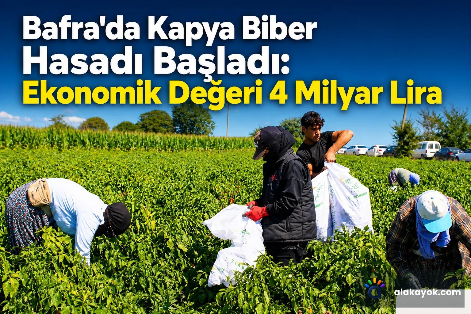 Bafra'da Kapya Biber Hasadı Başladı: Ekonomik Değeri 4 Milyar Lira