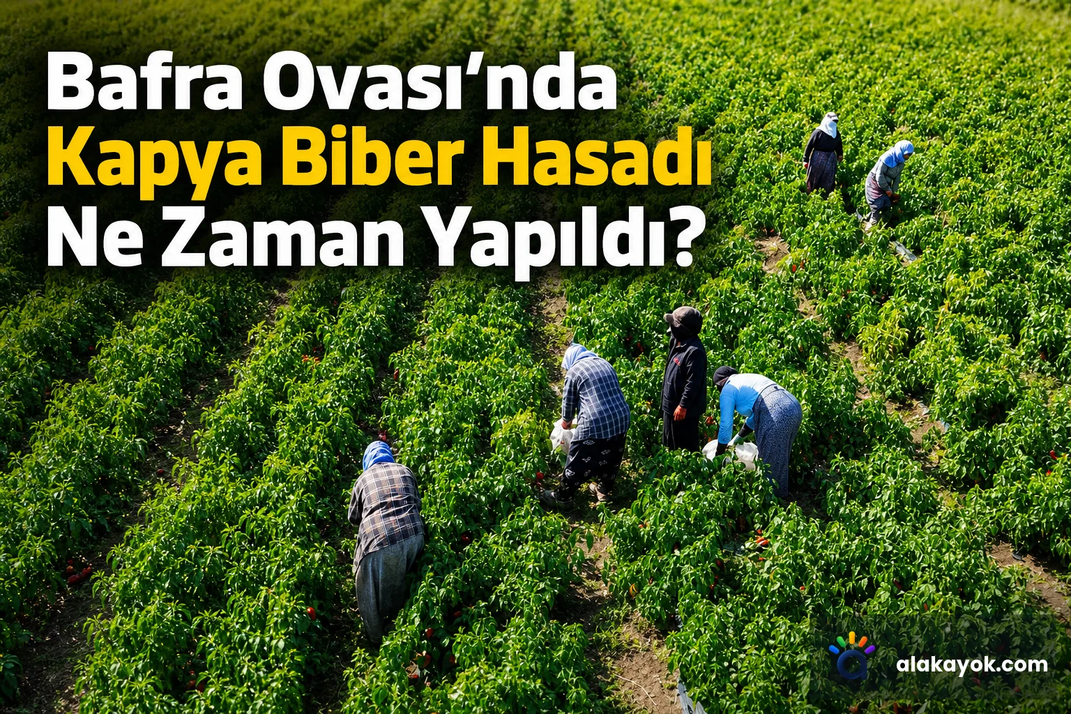 Bafra Ovası'nda Kapya Biber Hasadı Ne Zaman Yapıldı?