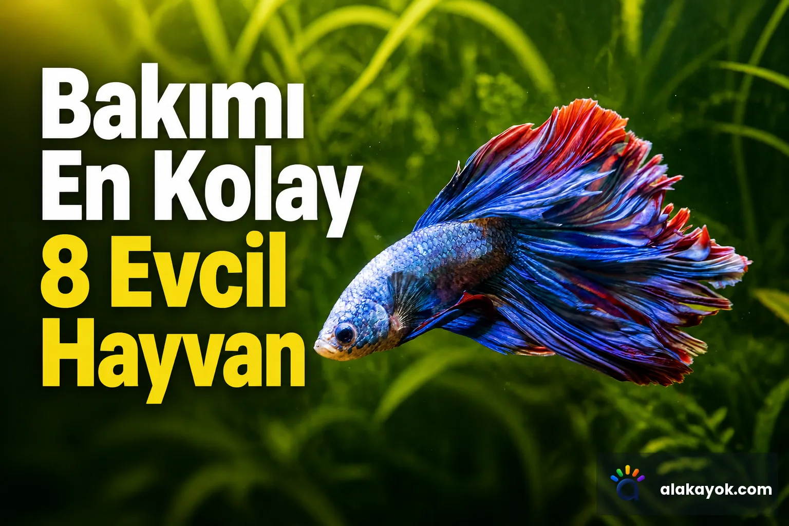Bakımı En Kolay 8 Evcil Hayvan