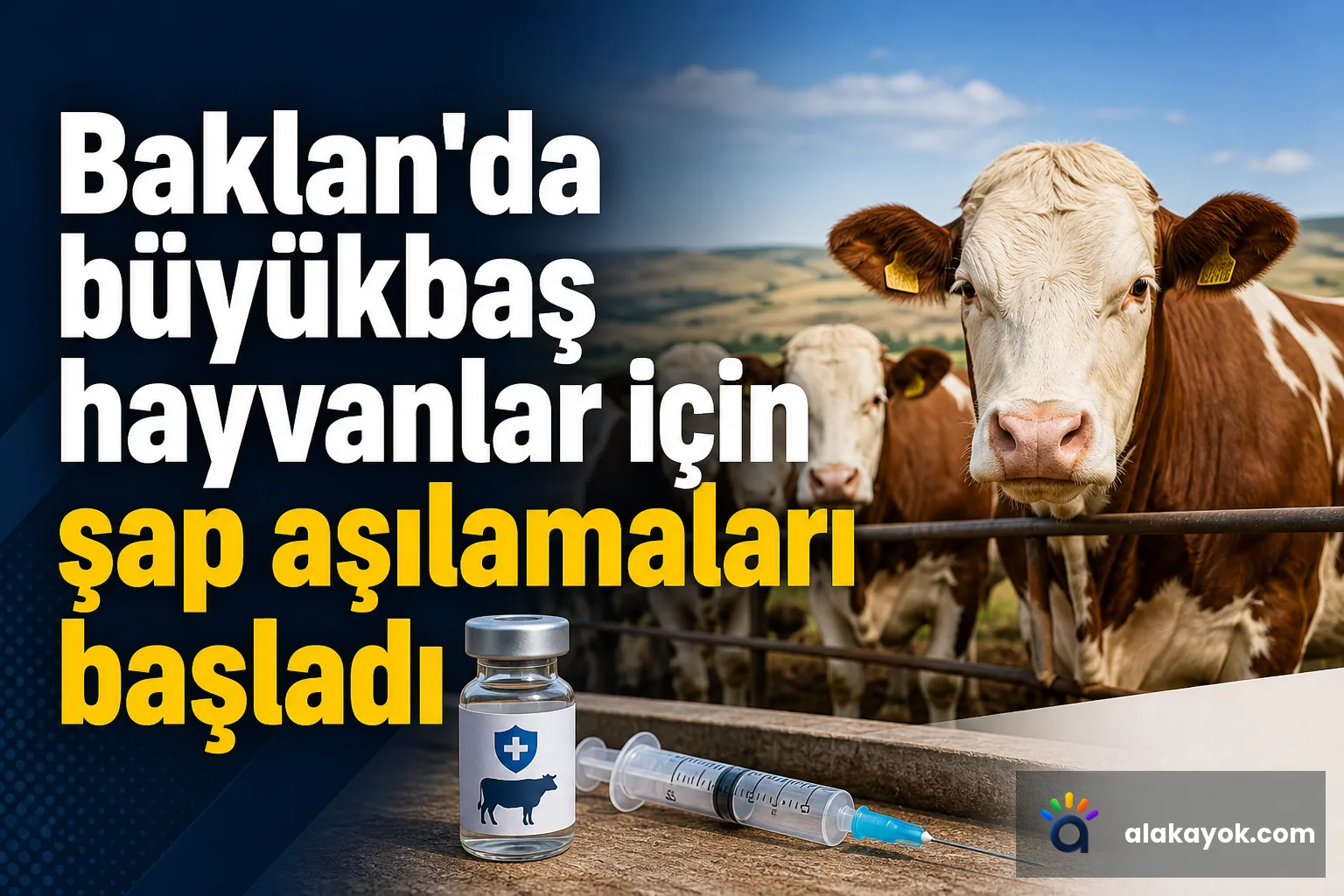 Baklan'da büyükbaş hayvanlar için şap aşılamaları başladı