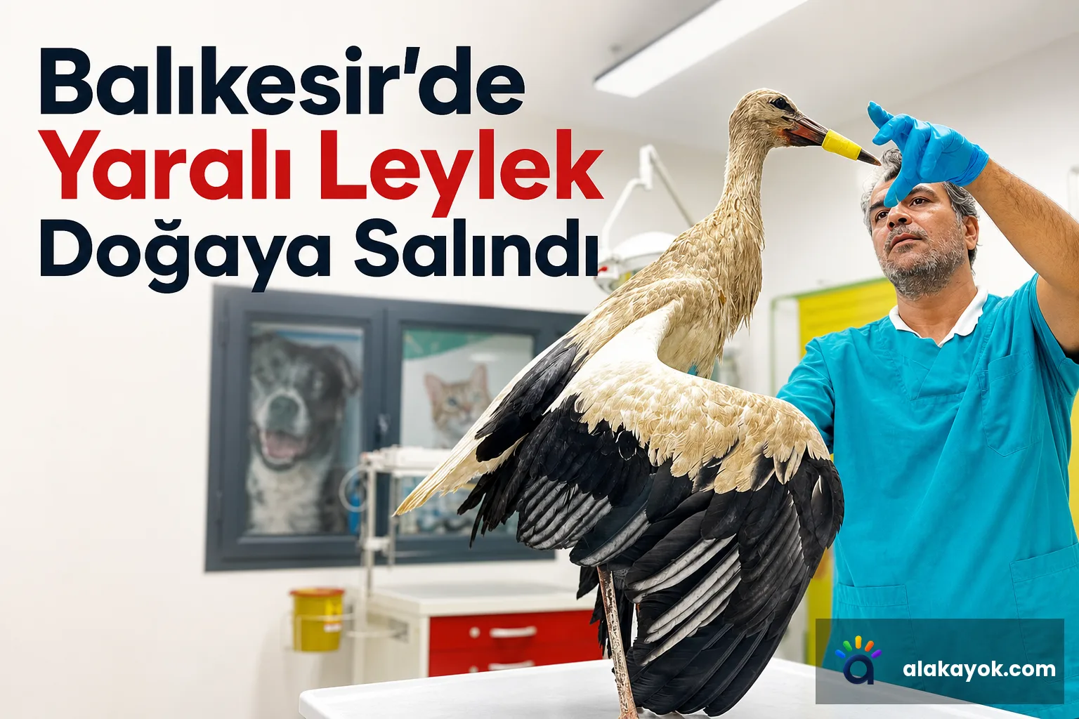 Balıkesir'de Yaralı Leylek Doğaya Salındı