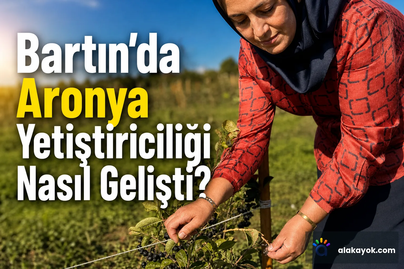 Bartın'da Aronya Yetiştiriciliği Nasıl Gelişti?