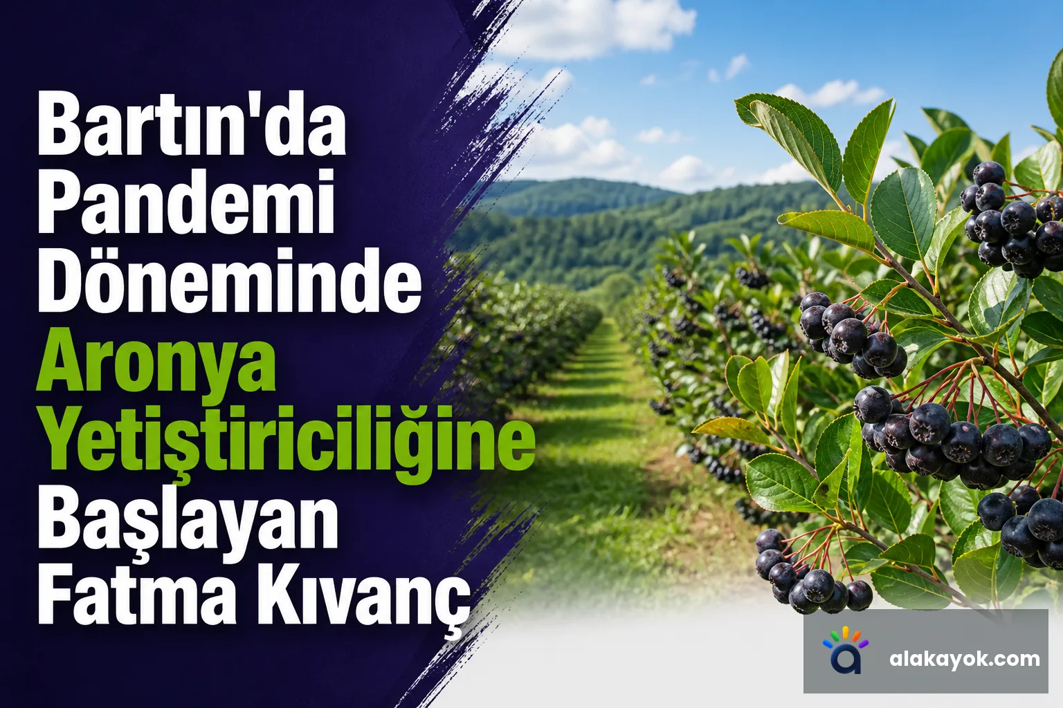 Bartın'da Pandemi Döneminde Aronya Yetiştiriciliğine Başlayan Fatma Kıvanç