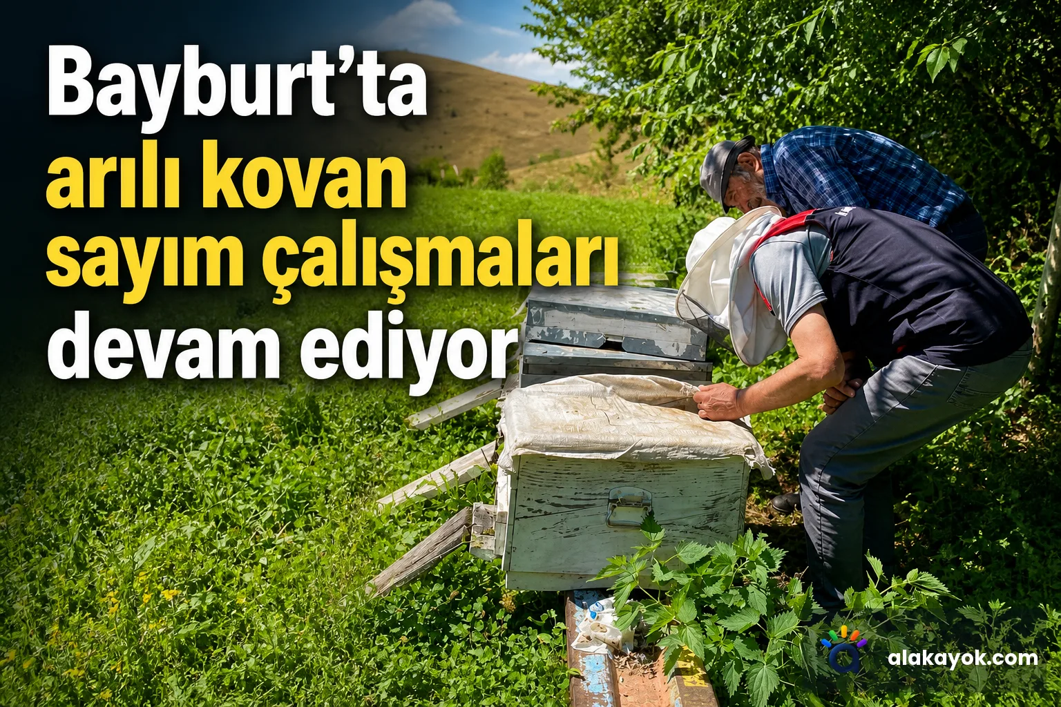 Bayburt'ta arılı kovan sayım çalışmaları devam ediyor