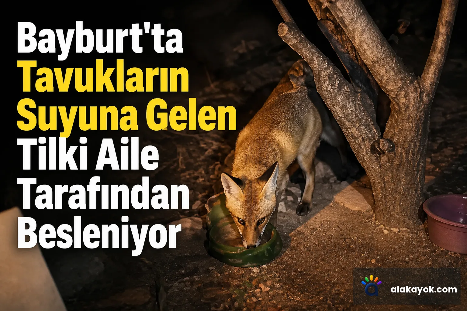 Bayburt'ta Tavukların Suyuna Gelen Tilki Aile Tarafından Besleniyor