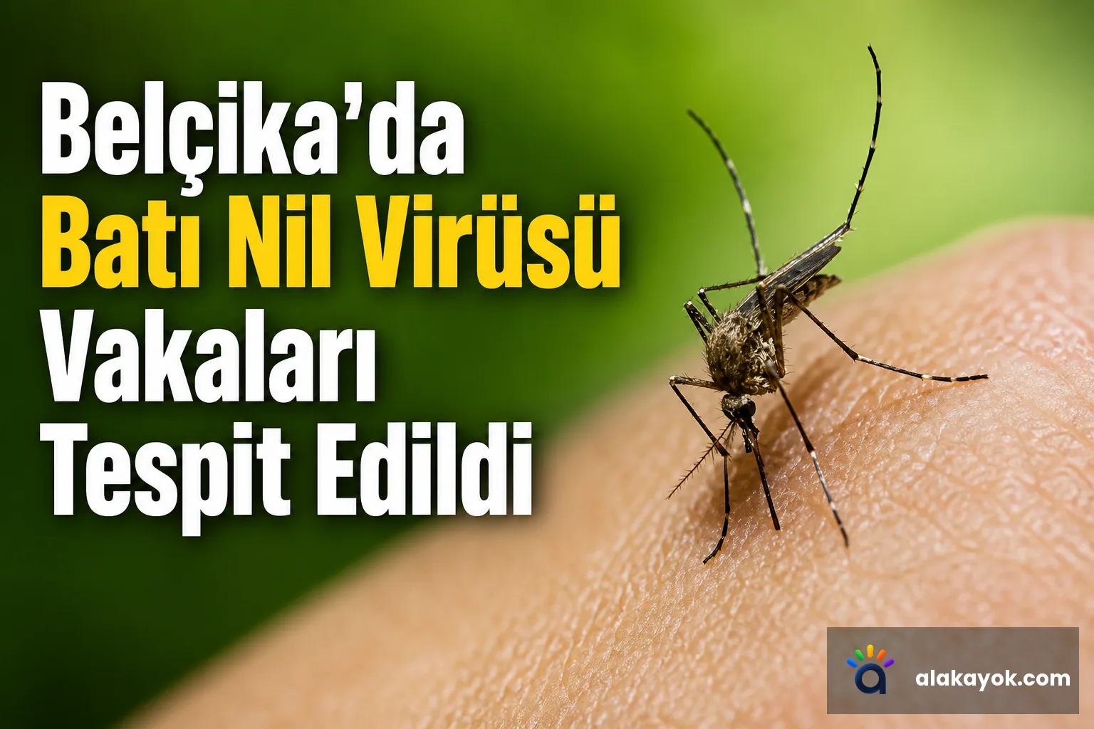 Belçika'da Batı Nil Virüsü Vakaları Tespit Edildi