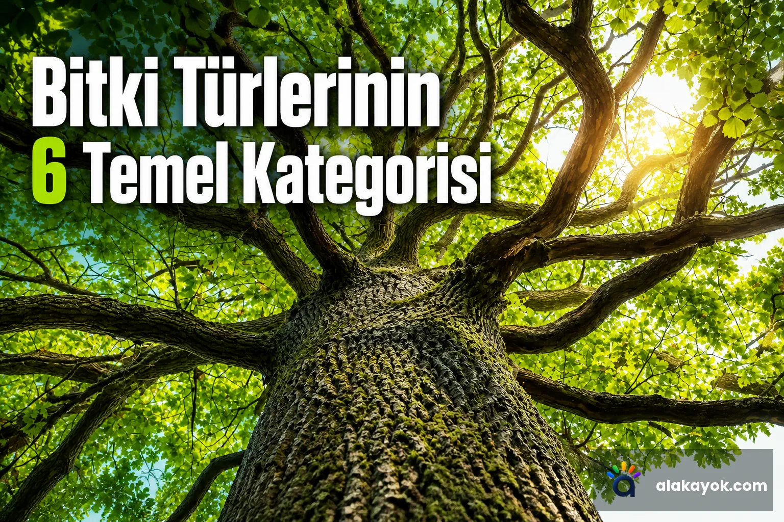 Bitki Türlerinin 6 Temel Kategorisi