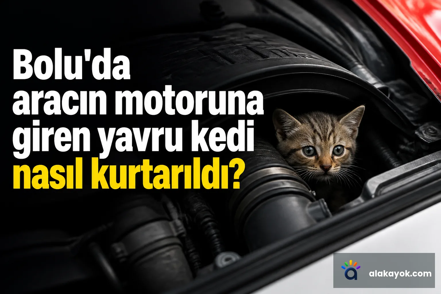 Bolu'da aracın motoruna giren yavru kedi nasıl kurtarıldı?