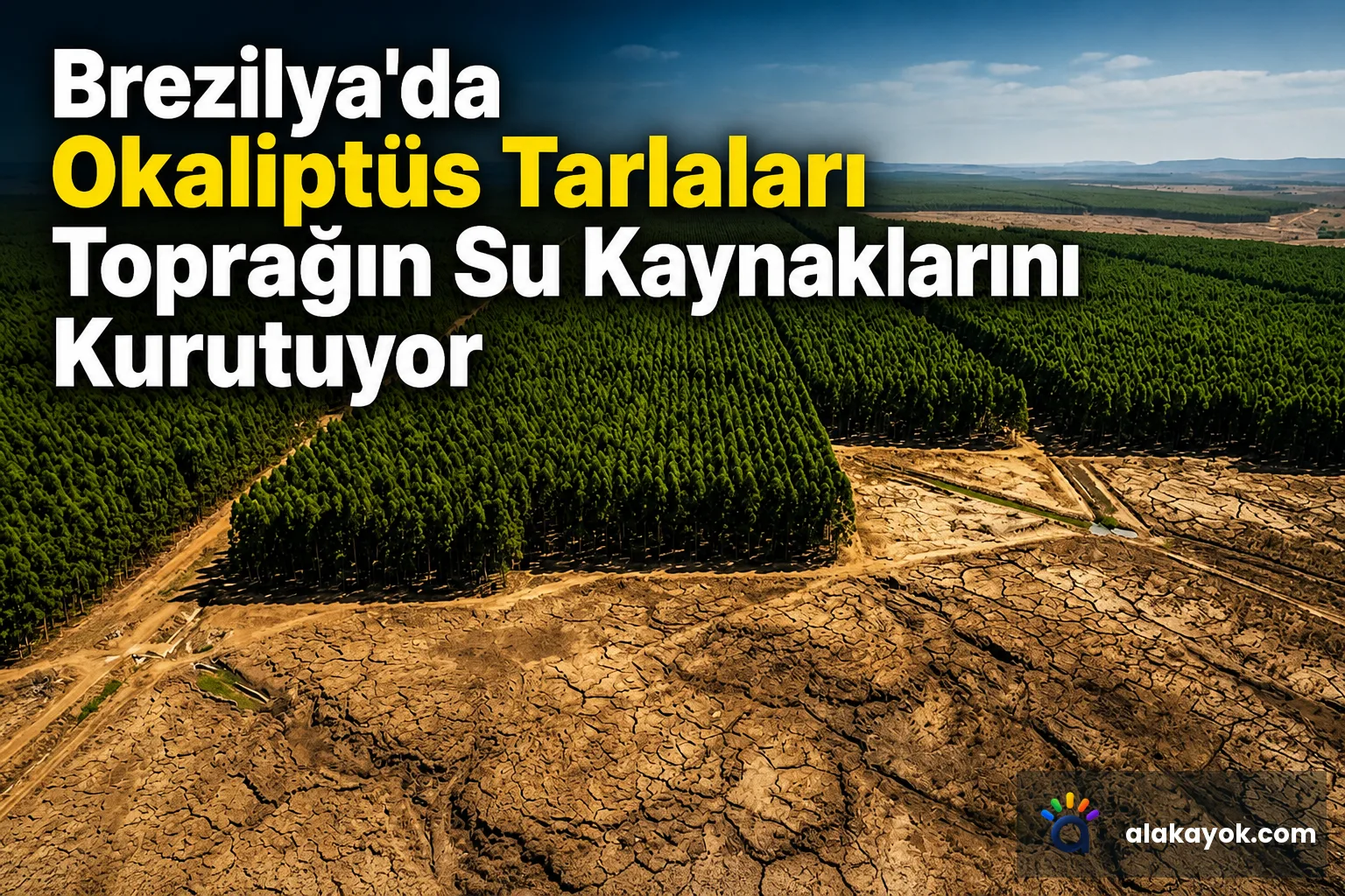 Brezilya'da Okaliptüs Tarlaları Toprağın Su Kaynaklarını Kurutuyor