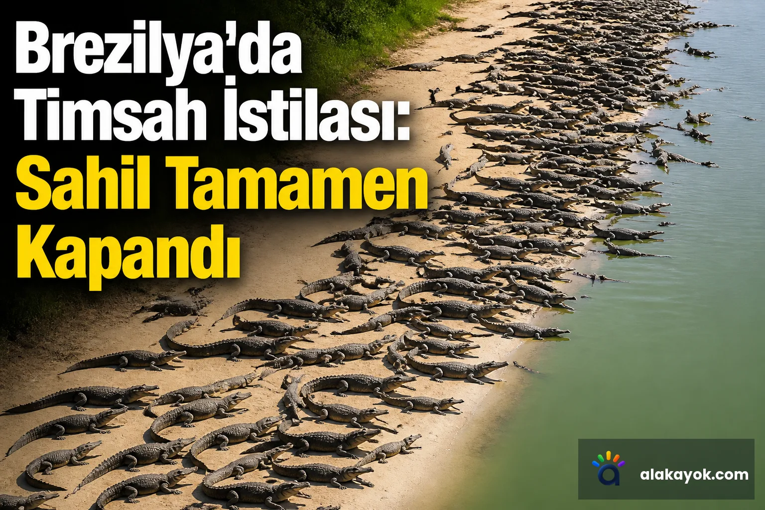 Brezilya'da Timsah İstilası: Sahil Tamamen Kapandı