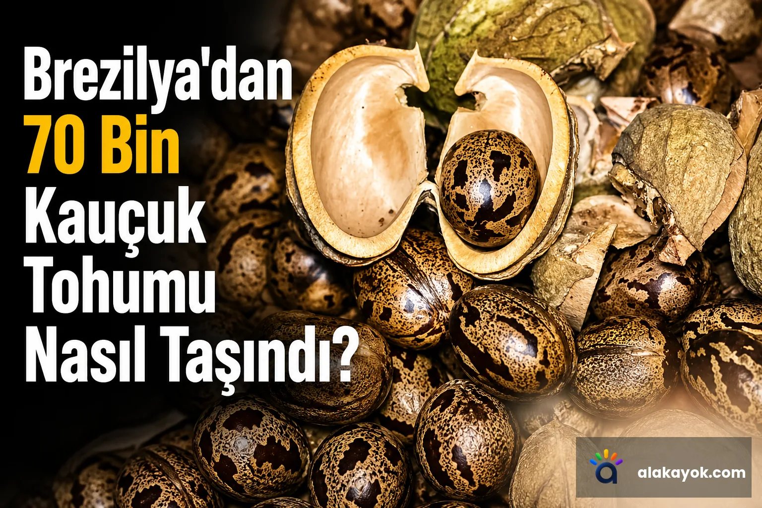 Brezilya'dan 70 Bin Kauçuk Tohumu Nasıl Taşındı?