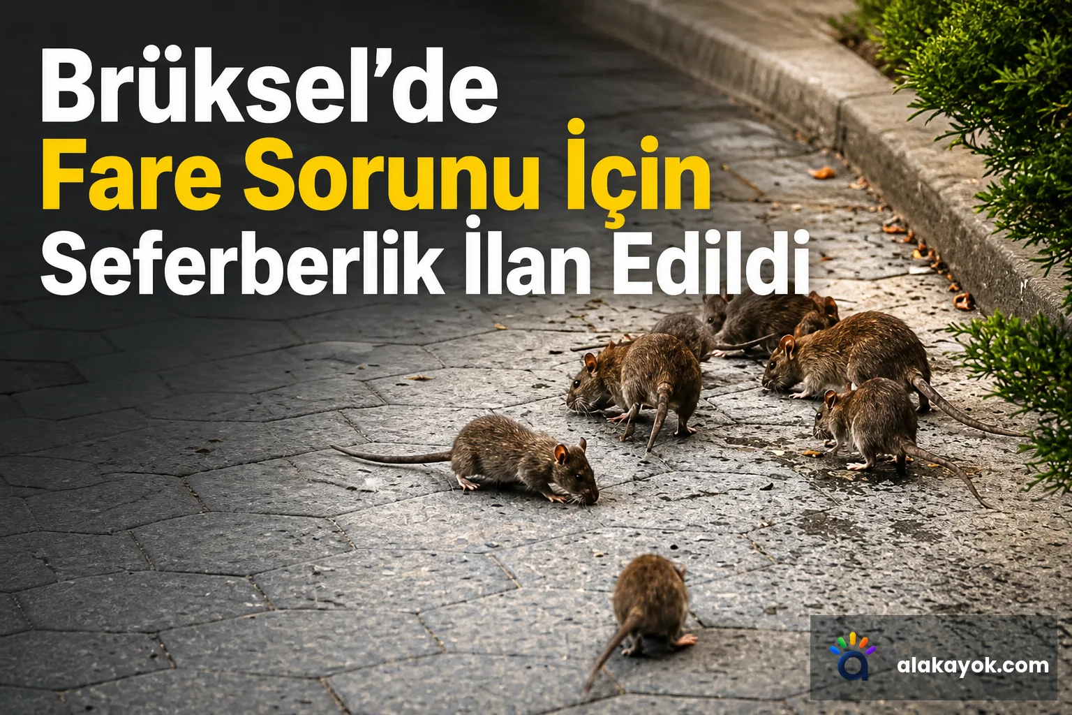 Brüksel'de Fare Sorunu İçin Seferberlik İlan Edildi