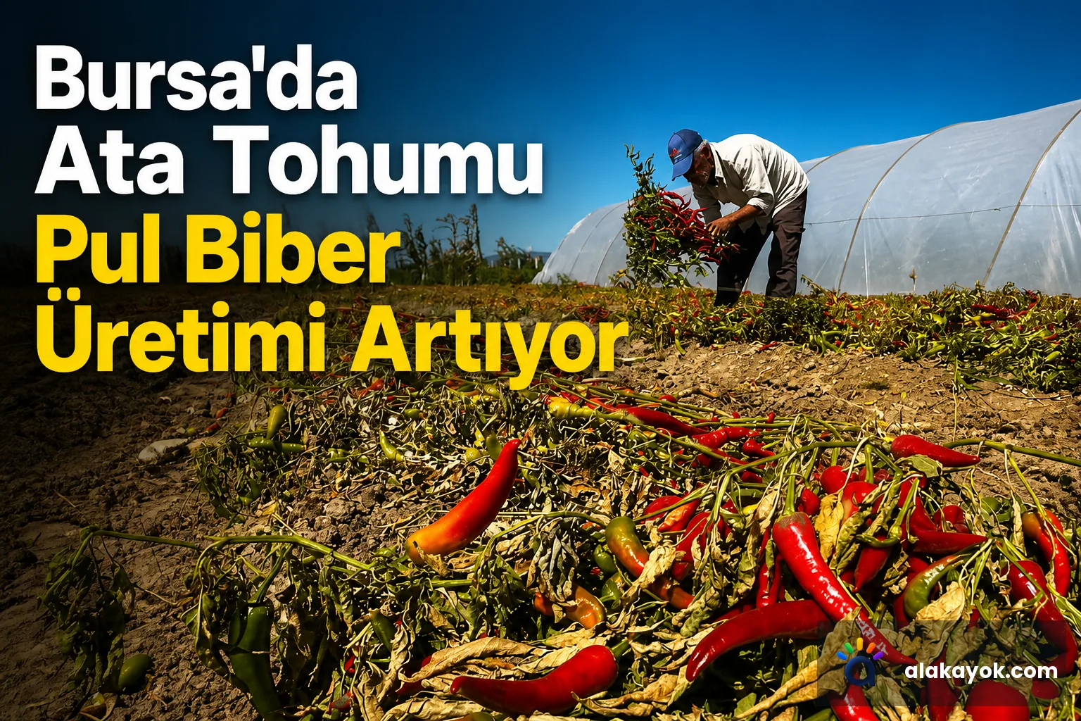 Bursa'da Ata Tohumu Pul Biber Üretimi Artıyor