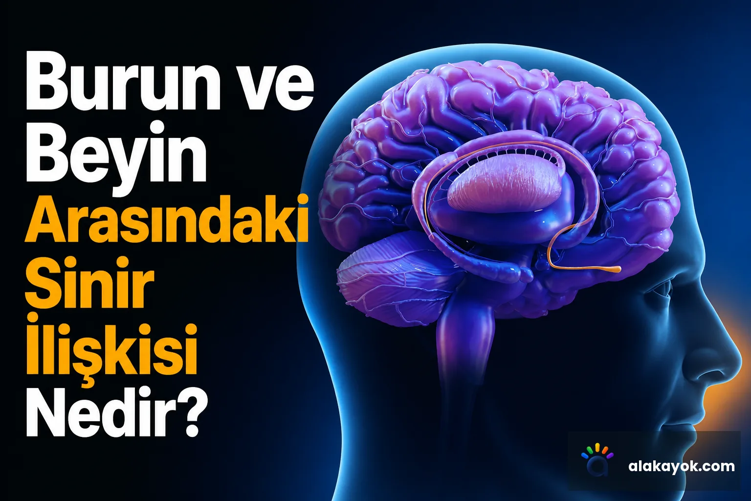 Burun ve Beyin Arasındaki Sinir İlişkisi Nedir?