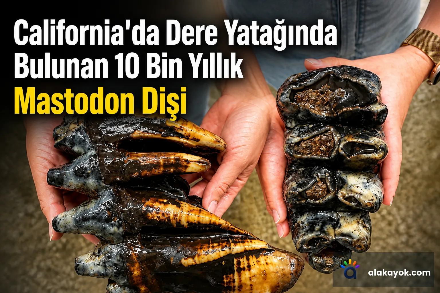 California'da Dere Yatağında Bulunan 10 Bin Yıllık Mastodon Dişi