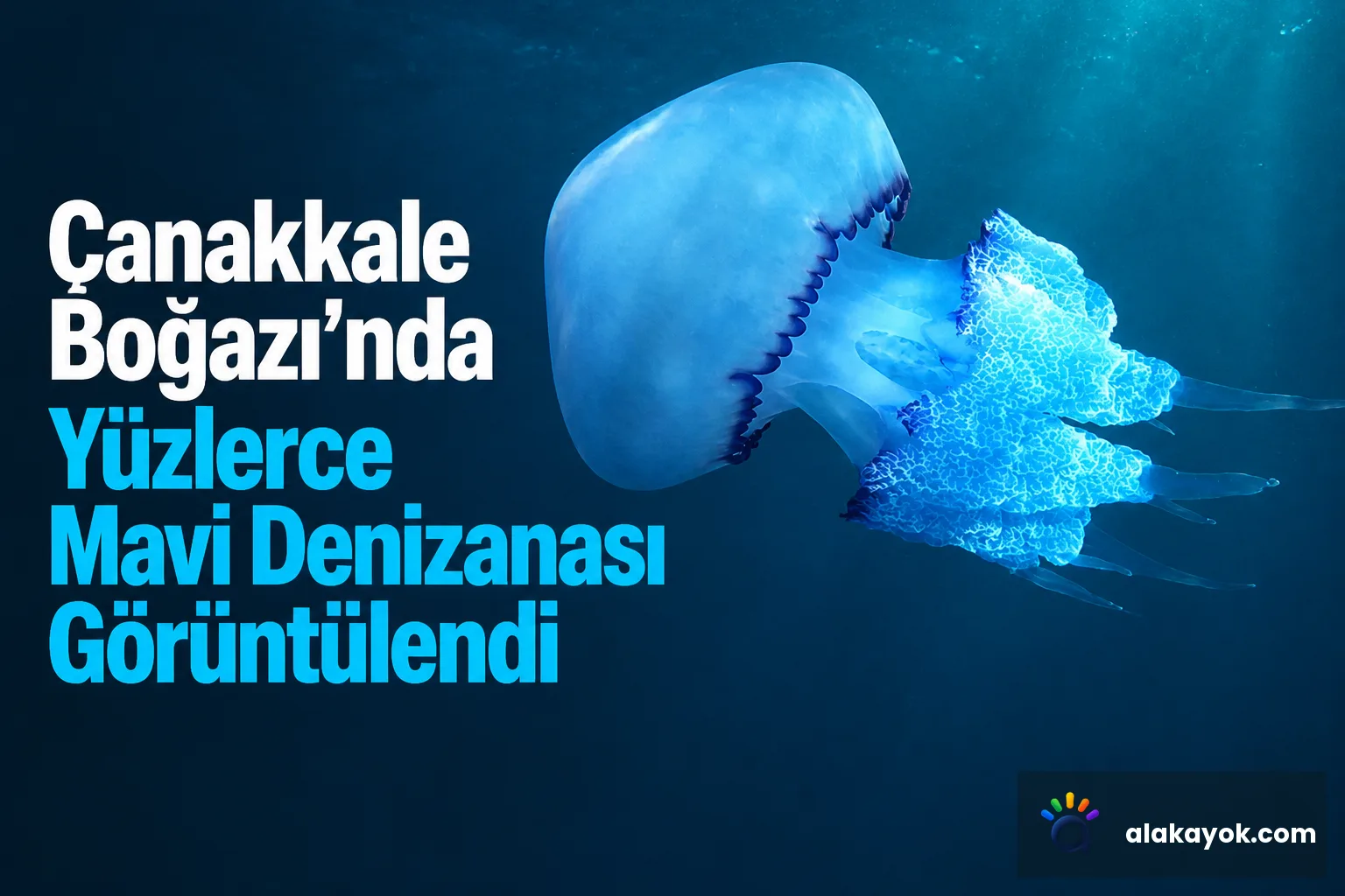 Çanakkale Boğazı'nda Yüzlerce Mavi Denizanası Görüntülendi