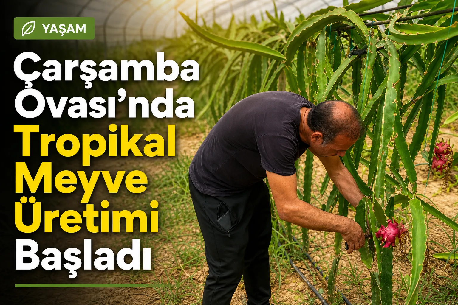 Çarşamba Ovası'nda Tropikal Meyve Üretimi Başladı