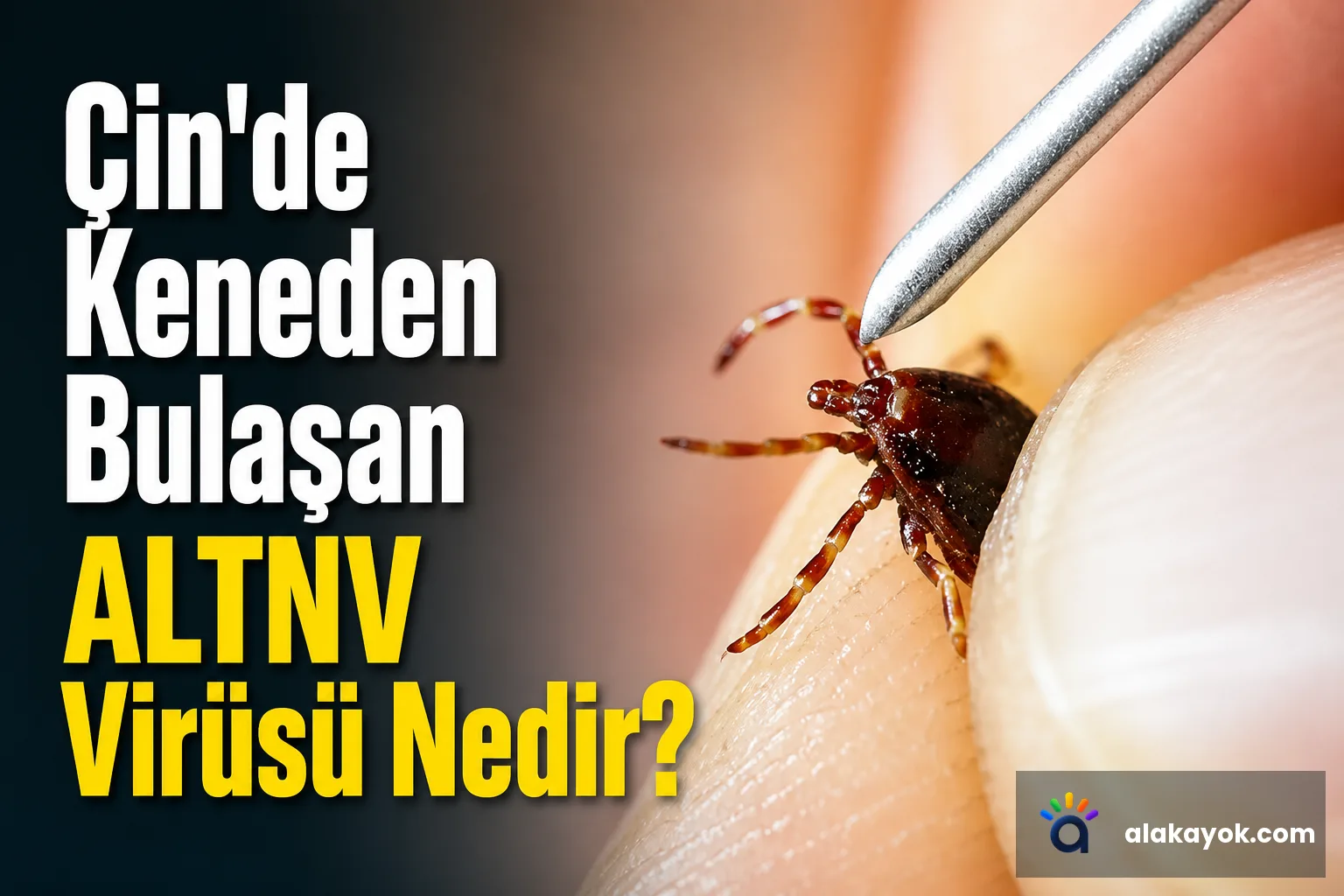 Çin'de Keneden Bulaşan ALTNV Virüsü Nedir?