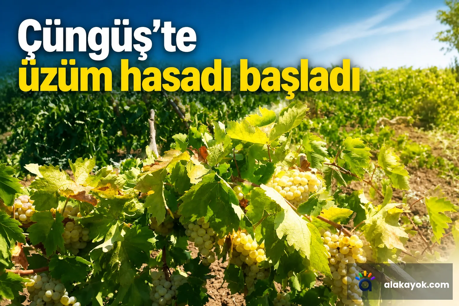 Çüngüş'te üzüm hasadı başladı
