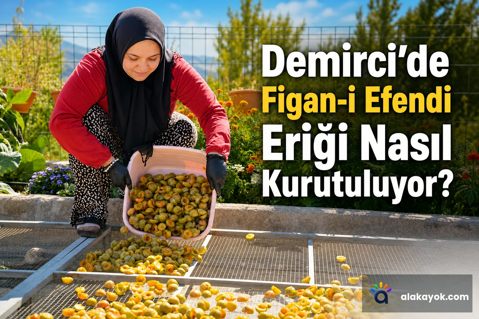 Demirci'de Figan-i Efendi Eriği Nasıl Kurutuluyor?