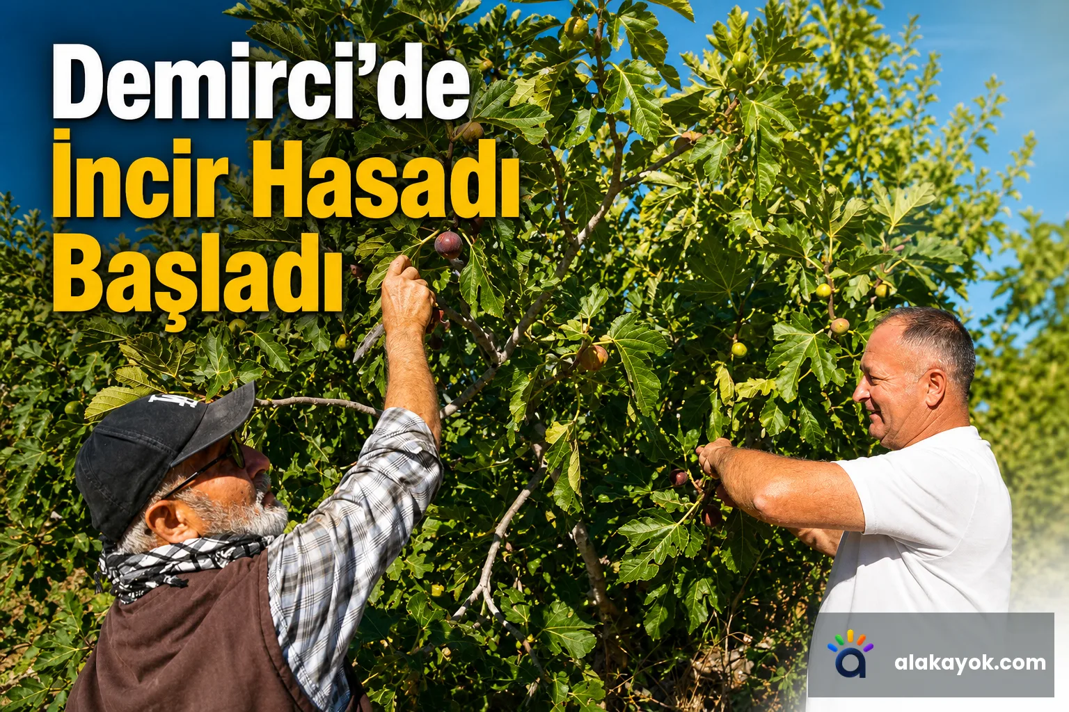 Demirci'de İncir Hasadı Başladı