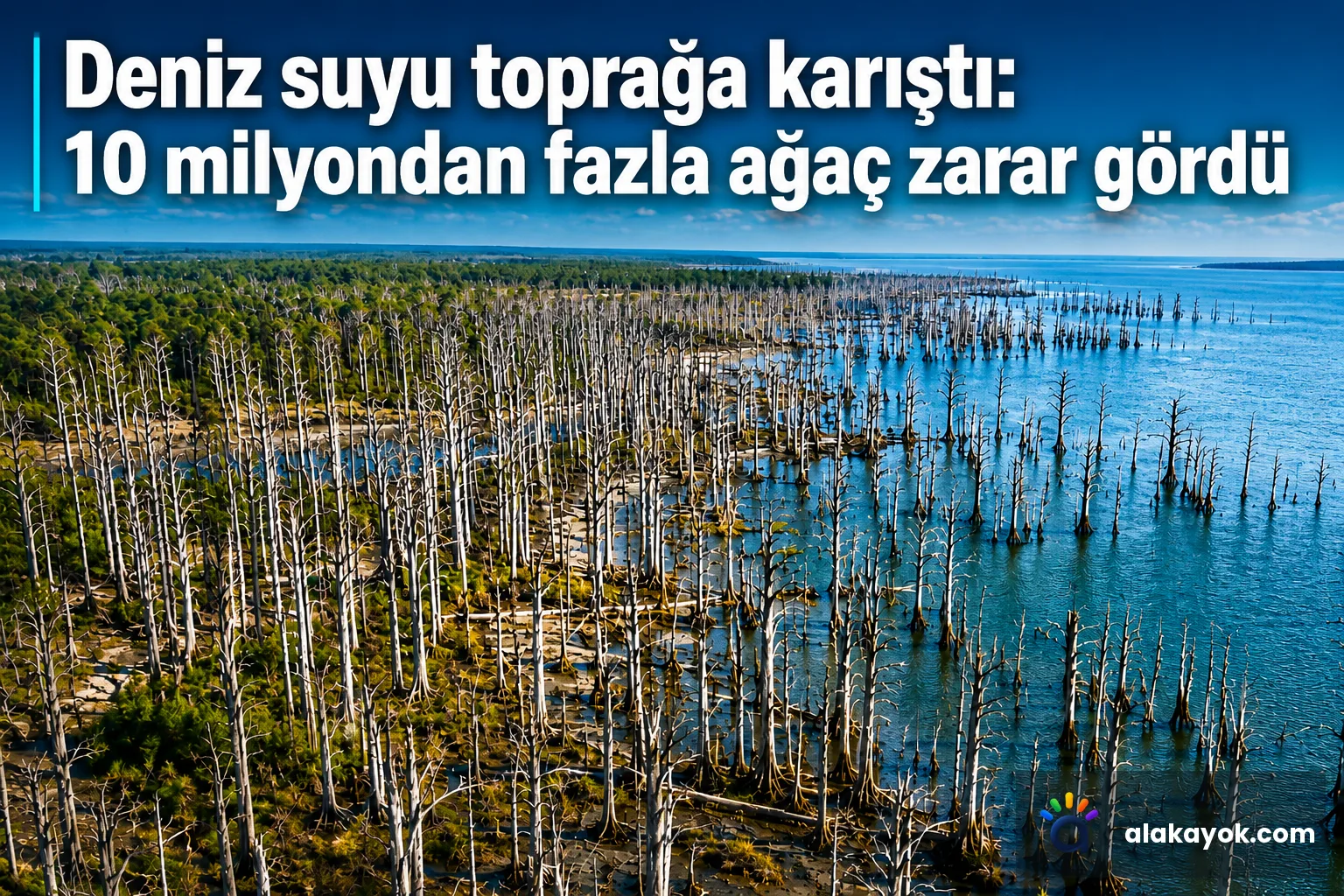 Deniz suyu toprağa karıştı: 10 milyondan fazla ağaç zarar gördü