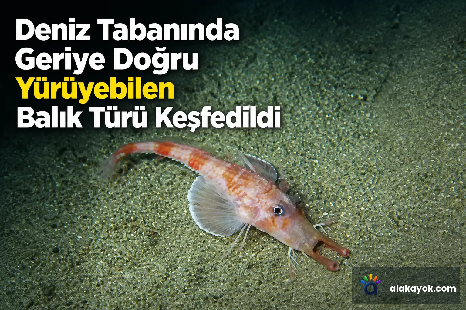 Deniz Tabanında Geriye Doğru Yürüyebilen Balık Türü Keşfedildi