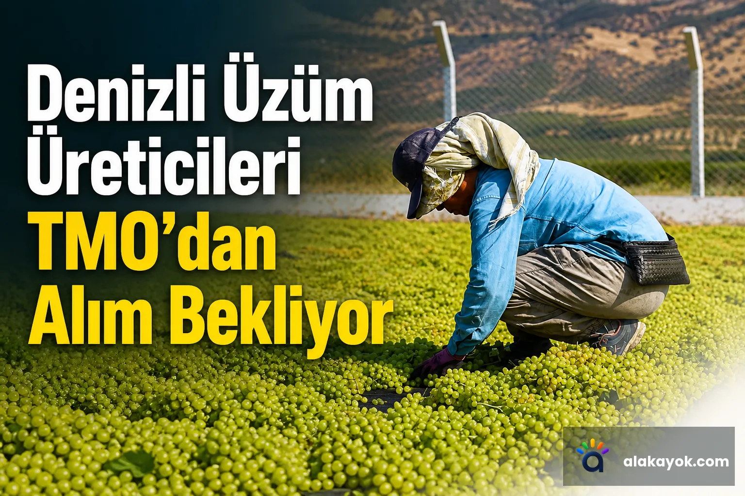 Denizli Üzüm Üreticileri TMO'dan Alım Bekliyor
